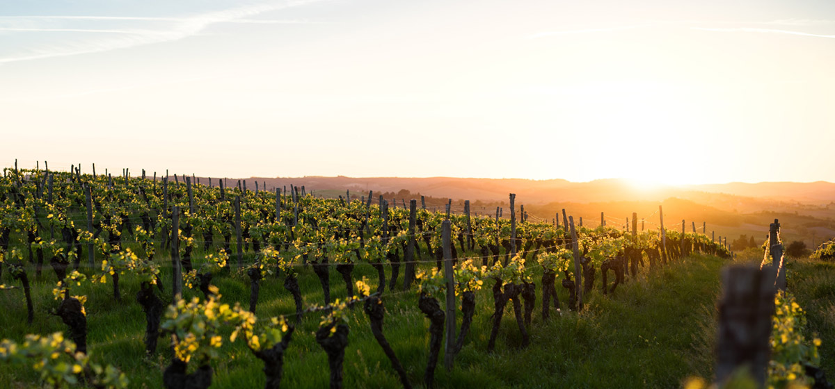 Les côtes du Rhône