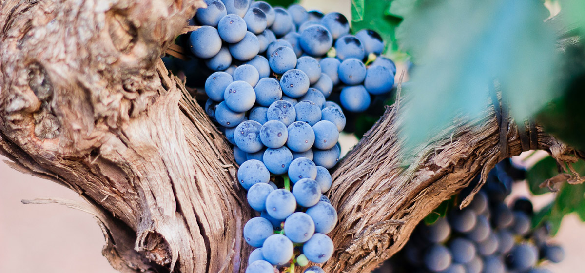 Les vignobles historiques de Saint-Émilion