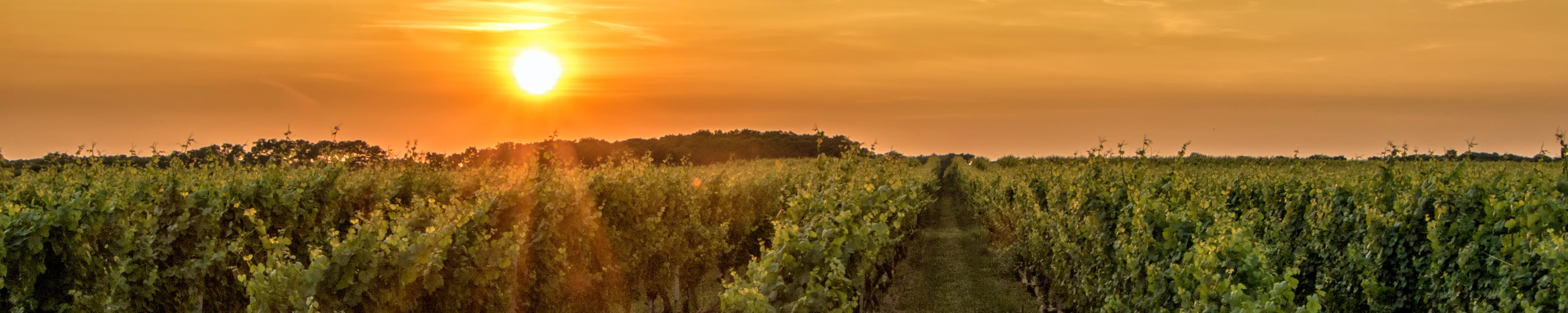 Atelier Vendanges à Bordeaux