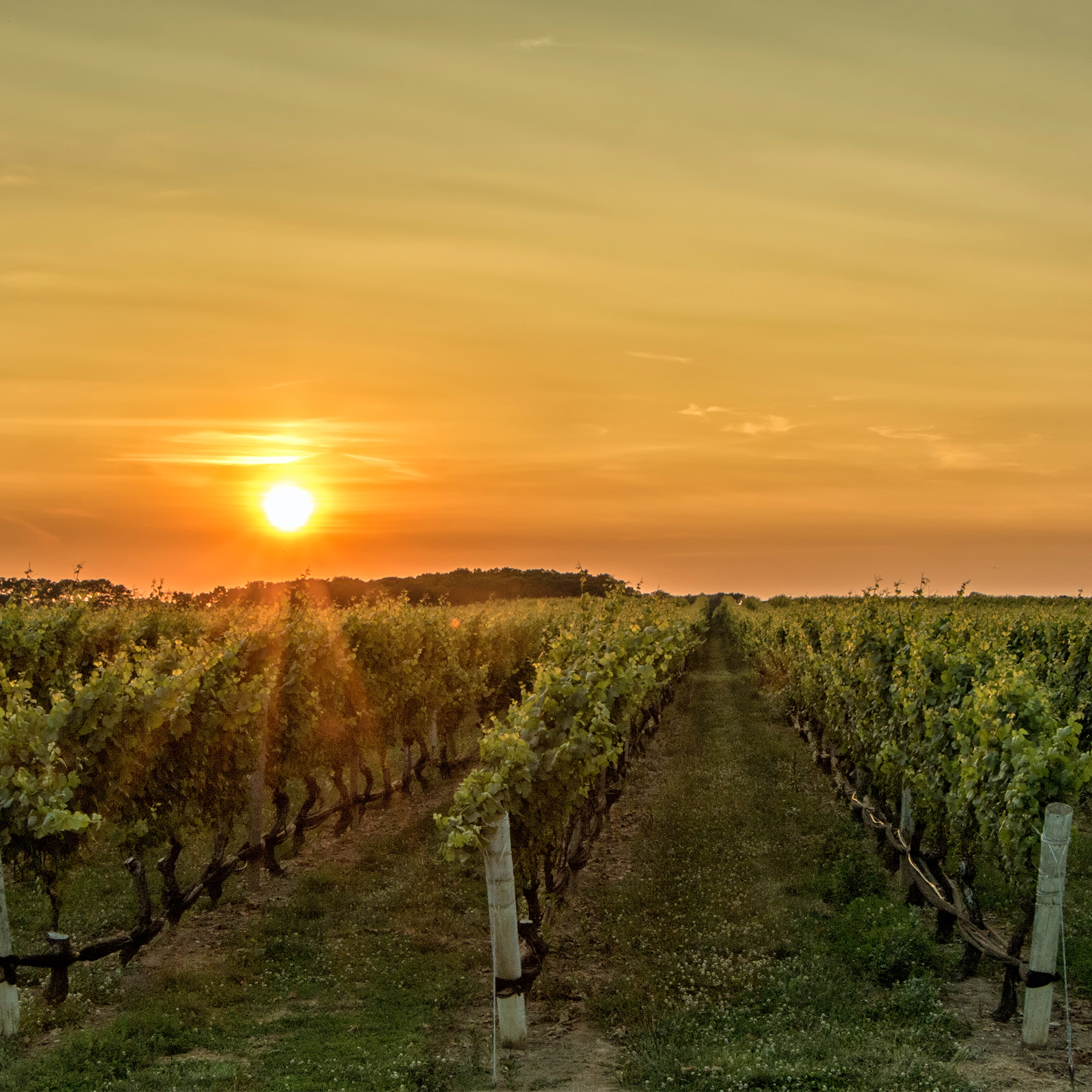 Atelier Vendanges à Bordeaux